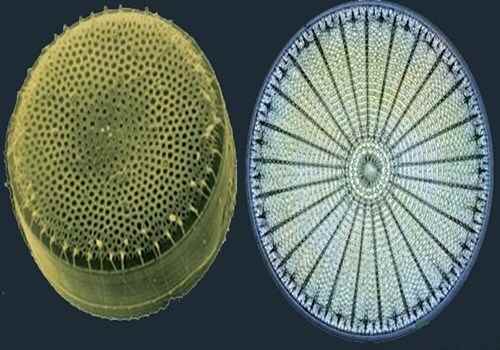 2b8大-形态各异的硅藻24.2(500-350)AI图片全能王.压缩